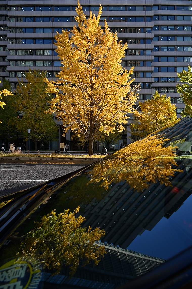 ⑦被挡风玻璃反射的黄色叶子
