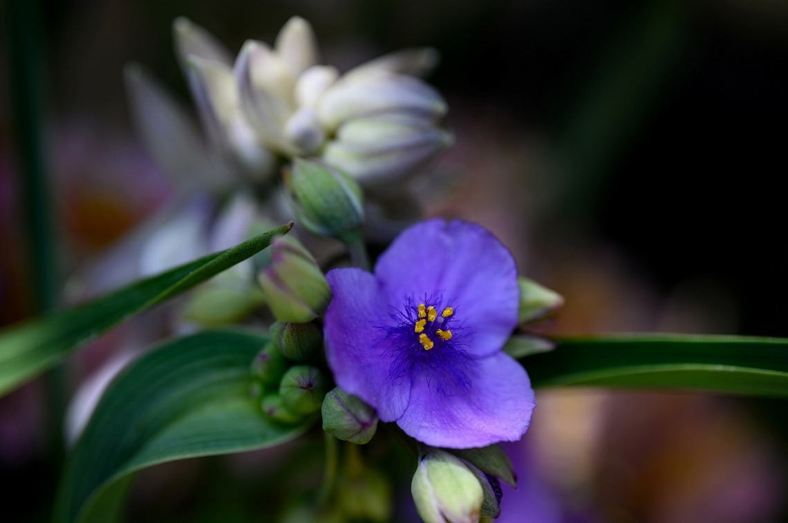 ⑦紫色鸭跖草
