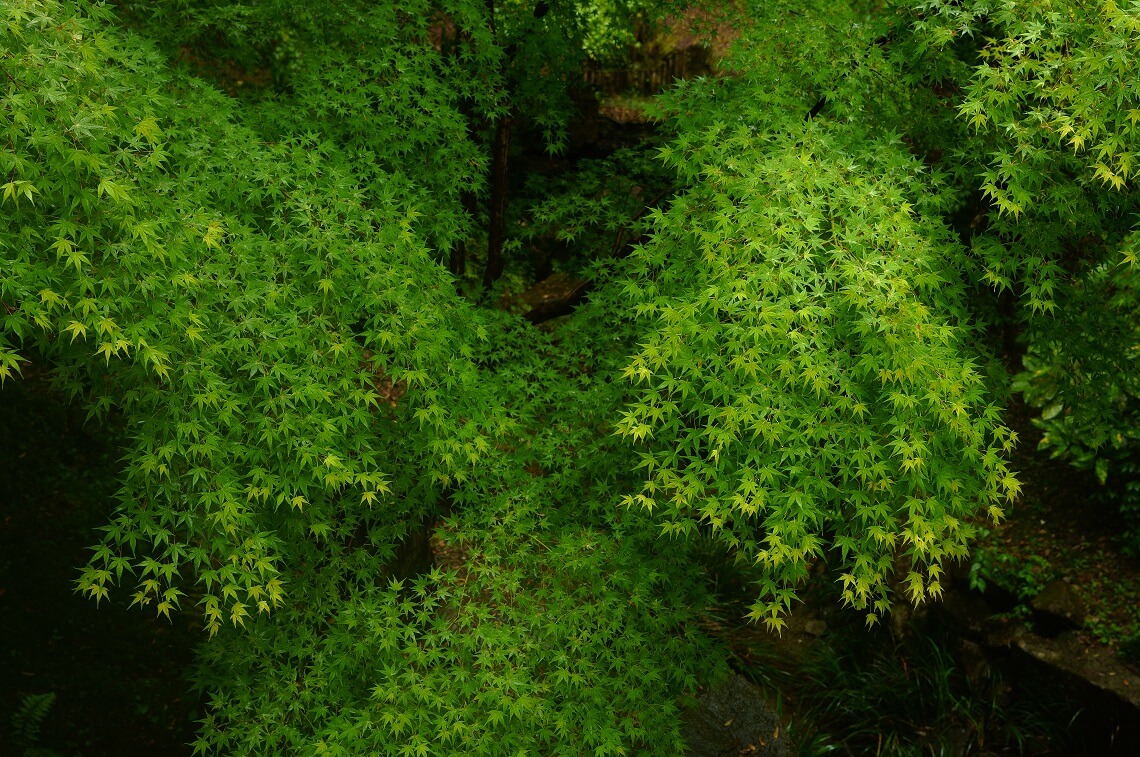 SIGMA fp L雨的红叶(福里斯特绿色)