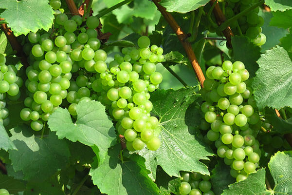 白葡萄酒选法葡萄的品种